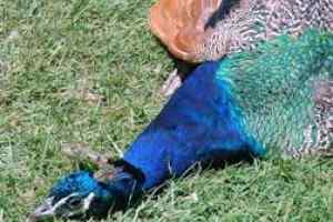 राष्ट्रीय पक्षी को मारना पड़ गया महंगा, आरोपी के खिलाफ मामला दर्ज