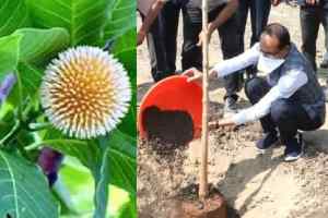 जन्म-दिन के अवसर पर लगाएं पौधे, मुख्यमंत्री ने लगाया आज कदम का पौधा